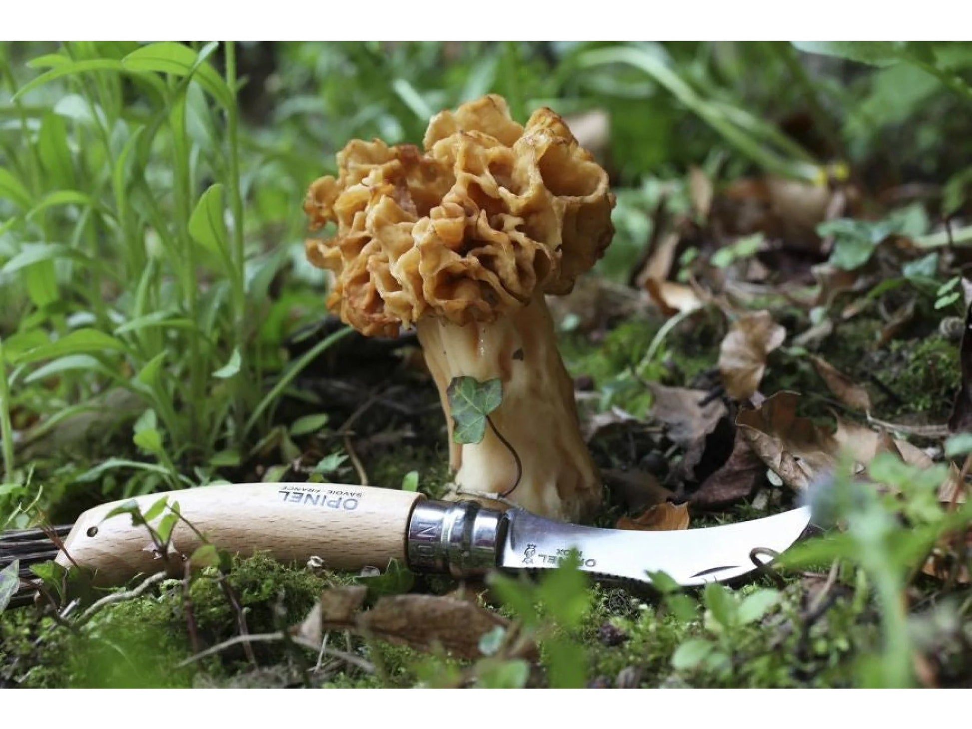 Couteau à champignon NO8 - Inox. Opinel