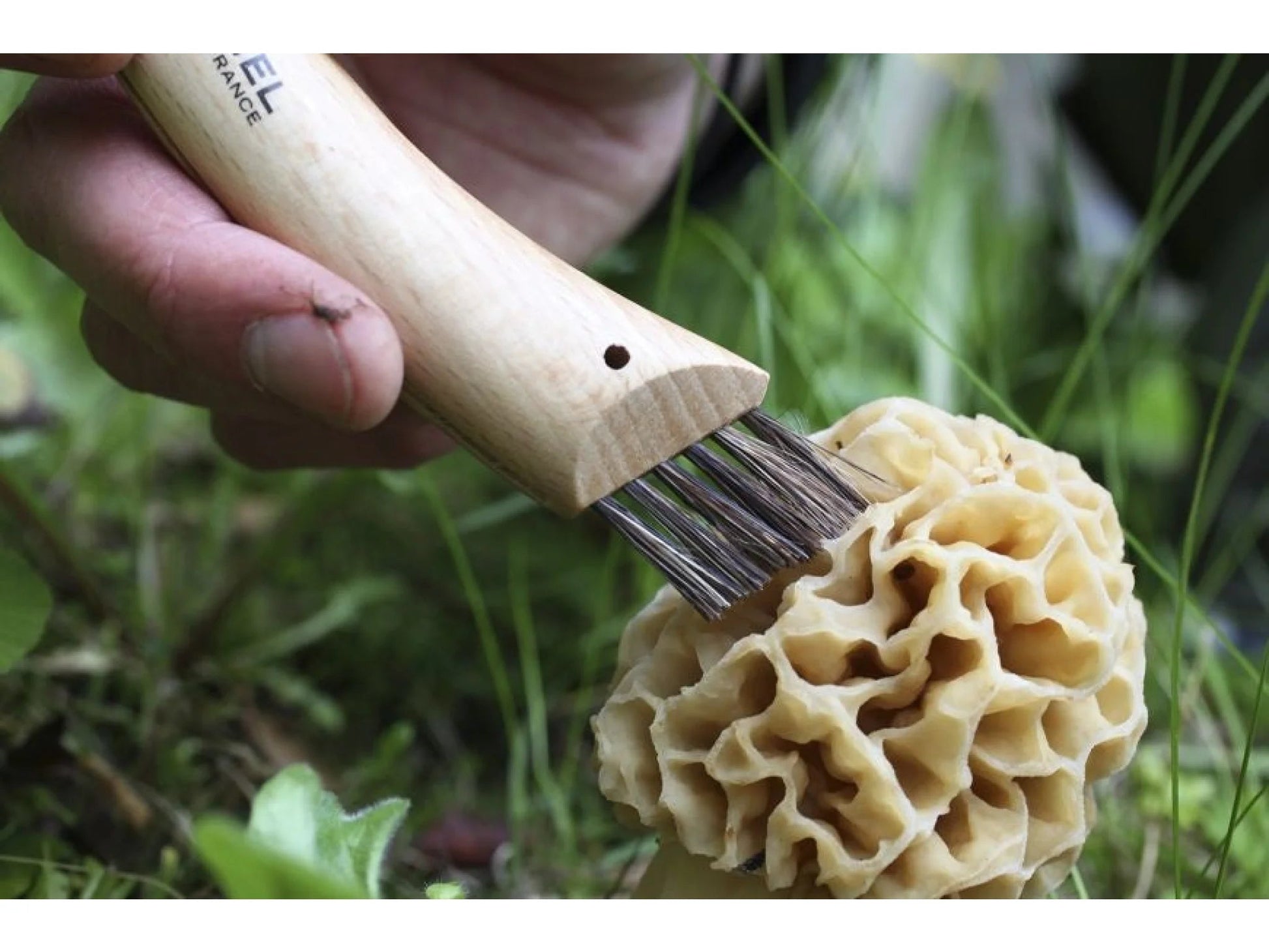 Couteau à champignon NO8 - Inox. - Opinel